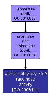 GO:0008111 - alpha-methylacyl-CoA racemase activity (interactive image map)