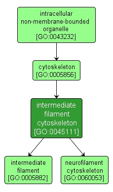 GO:0045111 - intermediate filament cytoskeleton (interactive image map)