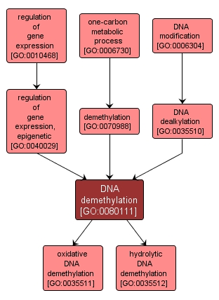 GO:0080111 - DNA demethylation (interactive image map)