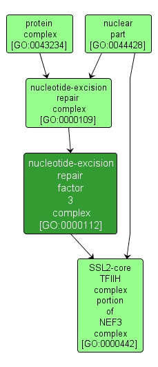 GO:0000112 - nucleotide-excision repair factor 3 complex (interactive image map)