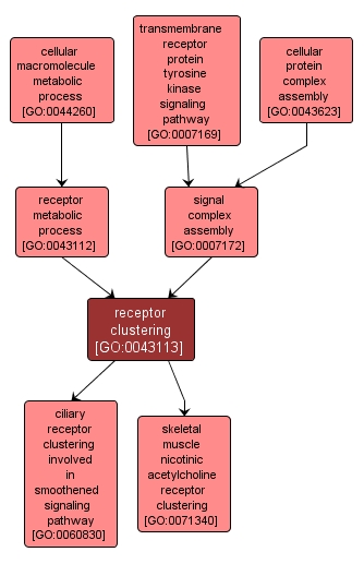 GO:0043113 - receptor clustering (interactive image map)