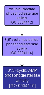 GO:0004115 - 3',5'-cyclic-AMP phosphodiesterase activity (interactive image map)