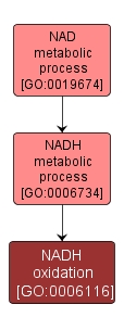 GO:0006116 - NADH oxidation (interactive image map)