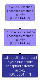 GO:0004117 - calmodulin-dependent cyclic-nucleotide phosphodiesterase activity (interactive image map)