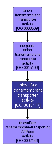 GO:0015117 - thiosulfate transmembrane transporter activity (interactive image map)