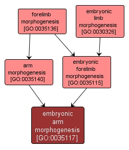 GO:0035117 - embryonic arm morphogenesis (interactive image map)