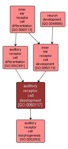 GO:0060117 - auditory receptor cell development (interactive image map)