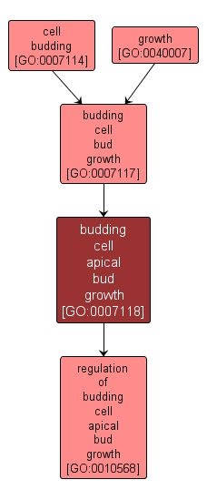GO:0007118 - budding cell apical bud growth (interactive image map)