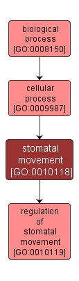 GO:0010118 - stomatal movement (interactive image map)