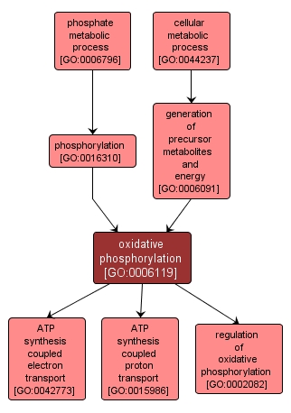 GO:0006119 - oxidative phosphorylation (interactive image map)