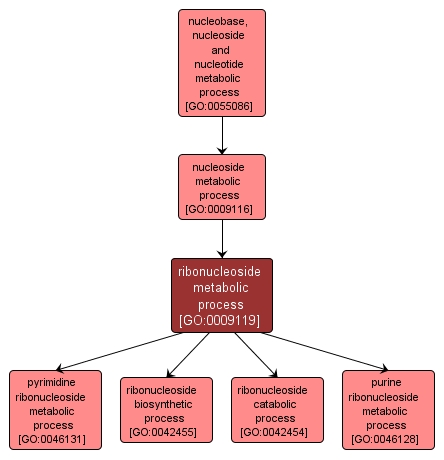 GO:0009119 - ribonucleoside metabolic process (interactive image map)