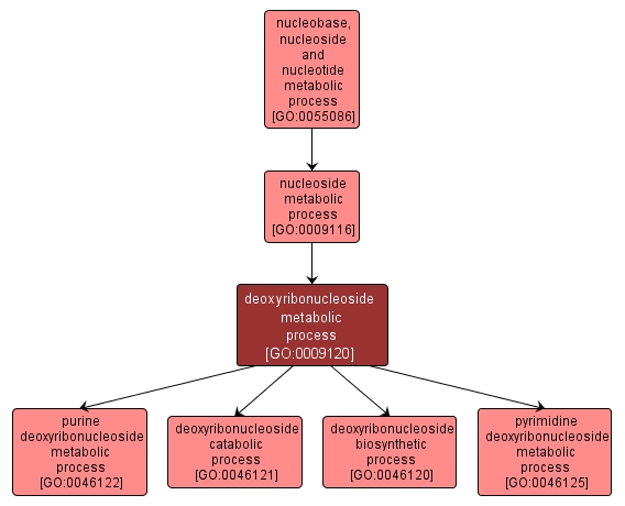 GO:0009120 - deoxyribonucleoside metabolic process (interactive image map)