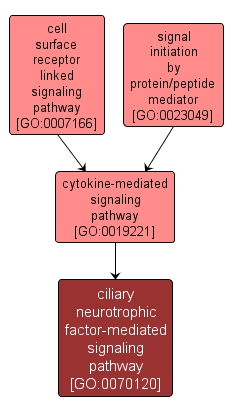 GO:0070120 - ciliary neurotrophic factor-mediated signaling pathway (interactive image map)