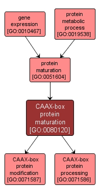 GO:0080120 - CAAX-box protein maturation (interactive image map)
