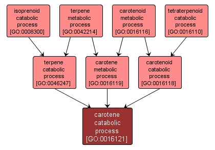 GO:0016121 - carotene catabolic process (interactive image map)