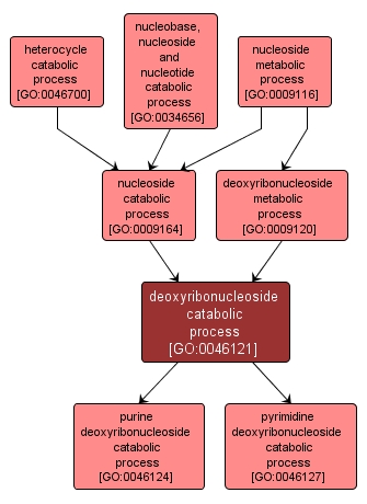 GO:0046121 - deoxyribonucleoside catabolic process (interactive image map)