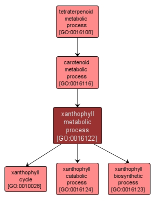 GO:0016122 - xanthophyll metabolic process (interactive image map)