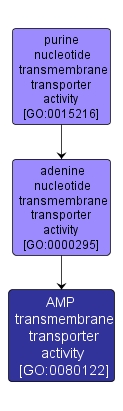 GO:0080122 - AMP transmembrane transporter activity (interactive image map)