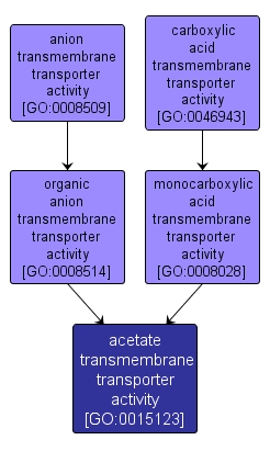GO:0015123 - acetate transmembrane transporter activity (interactive image map)