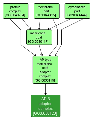 GO:0030123 - AP-3 adaptor complex (interactive image map)