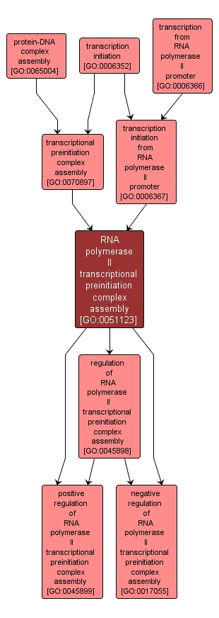 GO:0051123 - RNA polymerase II transcriptional preinitiation complex assembly (interactive image map)