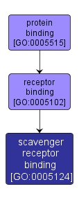 GO:0005124 - scavenger receptor binding (interactive image map)