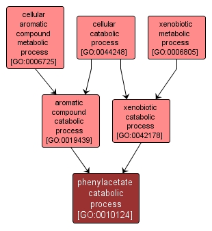 GO:0010124 - phenylacetate catabolic process (interactive image map)