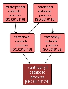 GO:0016124 - xanthophyll catabolic process (interactive image map)