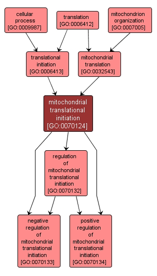 GO:0070124 - mitochondrial translational initiation (interactive image map)