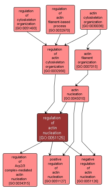 GO:0051125 - regulation of actin nucleation (interactive image map)