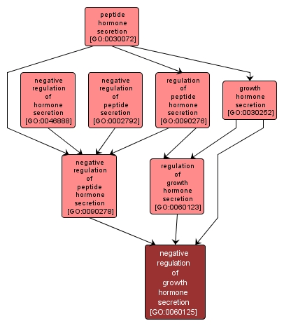 GO:0060125 - negative regulation of growth hormone secretion (interactive image map)