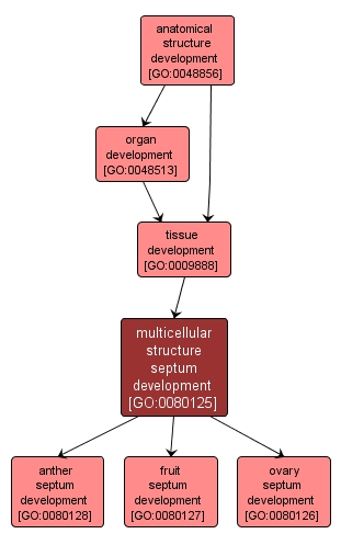 GO:0080125 - multicellular structure septum development (interactive image map)