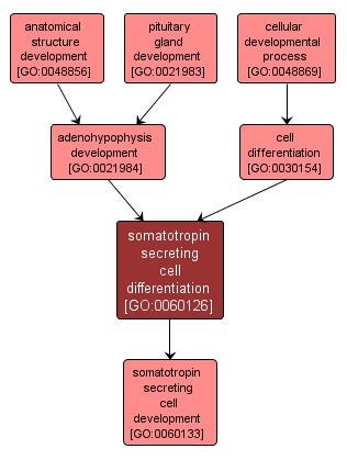 GO:0060126 - somatotropin secreting cell differentiation (interactive image map)