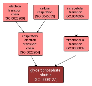 GO:0006127 - glycerophosphate shuttle (interactive image map)