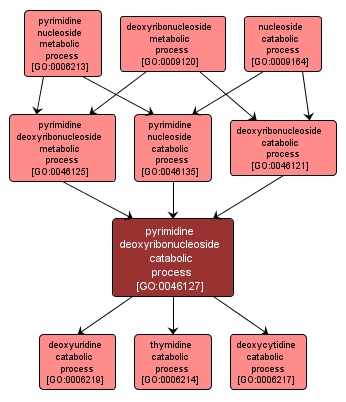 GO:0046127 - pyrimidine deoxyribonucleoside catabolic process (interactive image map)