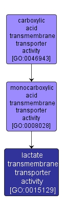 GO:0015129 - lactate transmembrane transporter activity (interactive image map)