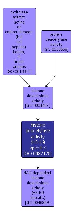 GO:0032129 - histone deacetylase activity (H3-K9 specific) (interactive image map)