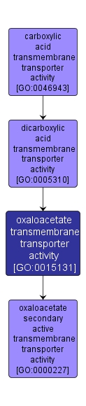 GO:0015131 - oxaloacetate transmembrane transporter activity (interactive image map)