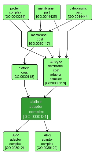 GO:0030131 - clathrin adaptor complex (interactive image map)