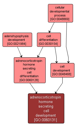 GO:0060131 - adrenocorticotropin hormone secreting cell development (interactive image map)