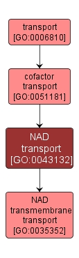 GO:0043132 - NAD transport (interactive image map)