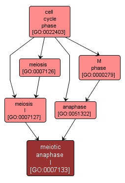 GO:0007133 - meiotic anaphase I (interactive image map)