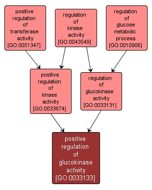 GO:0033133 - positive regulation of glucokinase activity (interactive image map)