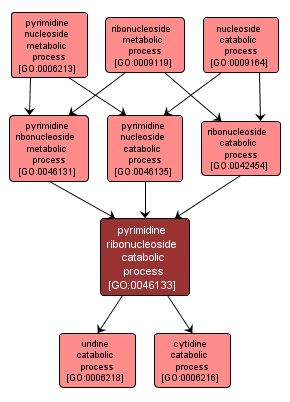 GO:0046133 - pyrimidine ribonucleoside catabolic process (interactive image map)