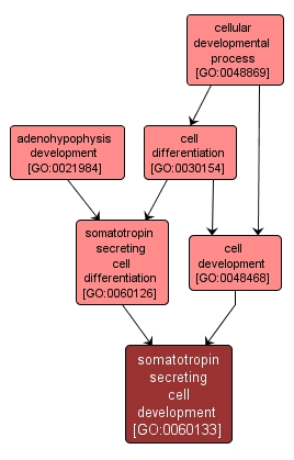 GO:0060133 - somatotropin secreting cell development (interactive image map)