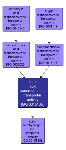 GO:0015136 - sialic acid transmembrane transporter activity (interactive image map)