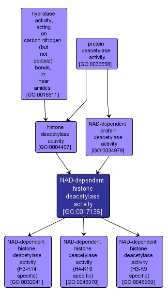 GO:0017136 - NAD-dependent histone deacetylase activity (interactive image map)