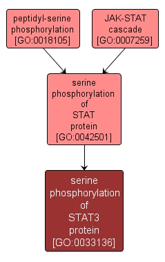 GO:0033136 - serine phosphorylation of STAT3 protein (interactive image map)