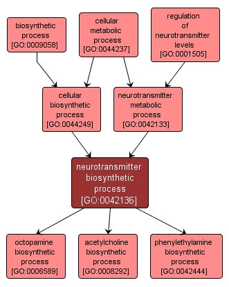 GO:0042136 - neurotransmitter biosynthetic process (interactive image map)