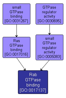 GO:0017137 - Rab GTPase binding (interactive image map)
